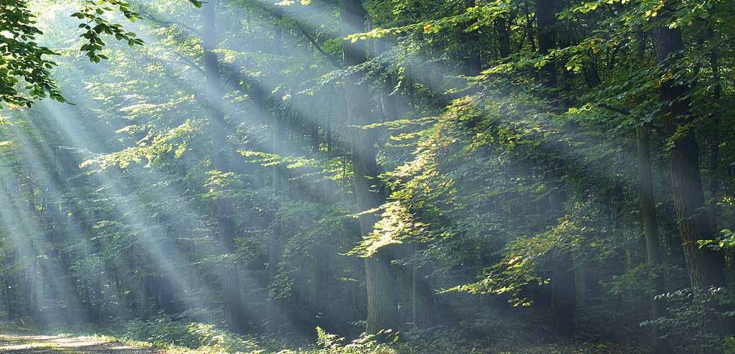 Green Forest Banner