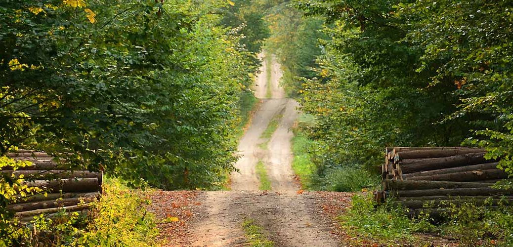 Forest Walkpath Banner